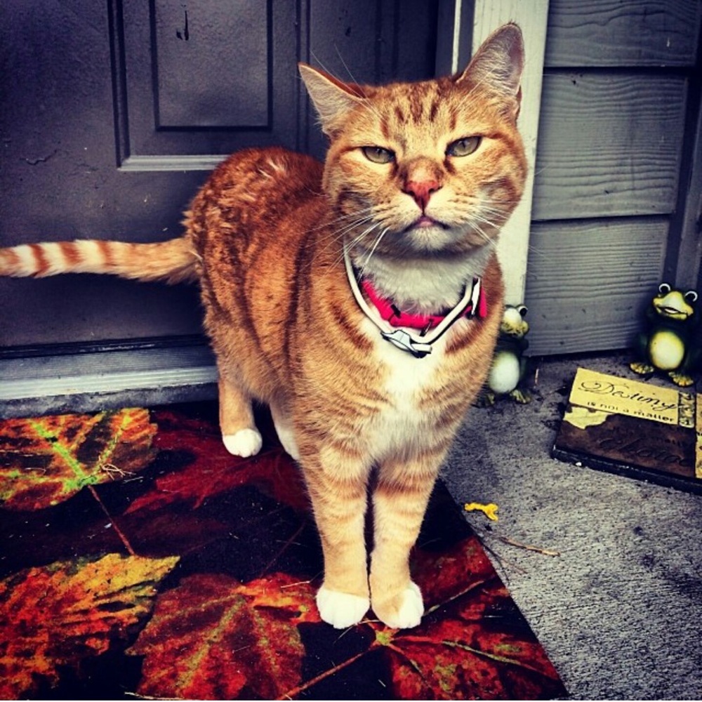 Meet your Posher, Jennifer